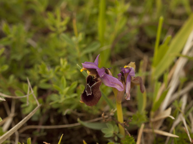 ibrido tra O. tenthredinifera x O. bertolonii